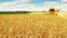 Agriculture plays a key role in climate action – both in avoiding heat-trapping greenhouse emissions and building resilience to the impacts of climate change